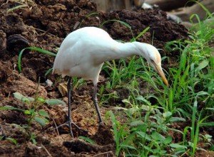wildlife-india